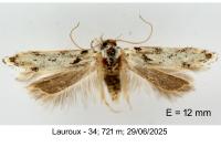 Parastenolechia nigrinotella