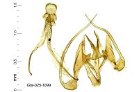 Parastenolechia nigrinotella
