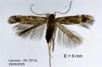 Pragmatodes melagonella