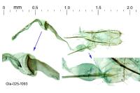 Pragmatodes melagonella