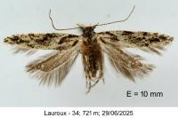 Recurvaria nanella