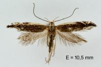 Sophronia humerella