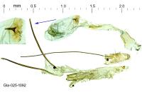 Sophronia humerella