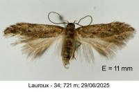 Stomopteryx spathulella
