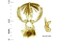 Stomopteryx spathulella