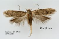 Teleiodes vulgella