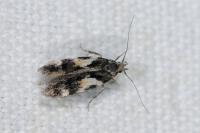 Teleiodes luculella