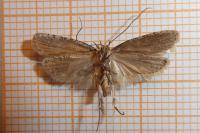 Agonopterix heracliana