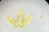 Agonopterix heracliana