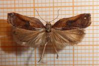 Acleris cristana