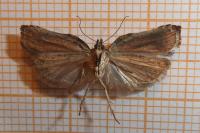 Acleris cristana