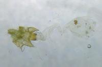 Acleris cristana