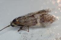 Adela croesella