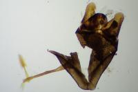 Adela croesella