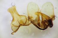 Periclepsis cinctana