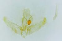 Elachista pigerella
