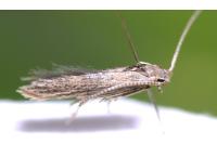 Coleophora texanella