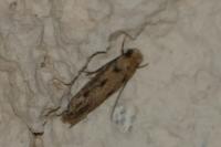 Anomalotinea liguriella