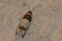 Epinotia thapsiana