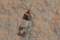 Epinotia thapsiana