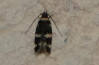 Oegoconia