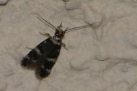 Oegoconia