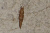 Pyroderces argyrogrammos