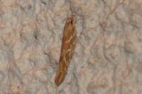 Pyroderces argyrogrammos