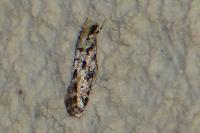 Nemapogon