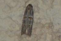 Symmocoides oxybiella