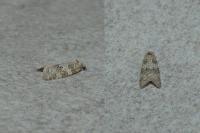 Cnephasia incertana