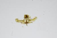 Cnephasia incertana