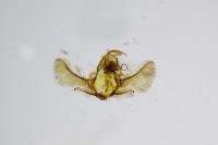 Cnephasia incertana