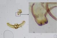 Cnephasia incertana