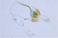 Coleophora follicularis