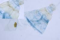 Depressaria albipunctella