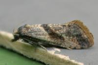 Falseuncaria ruficiliana
