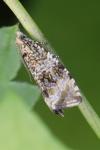 Celypha lacunana