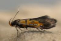Schiffermuelleria schaefferella
