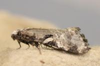 Phtheochroa rugosana