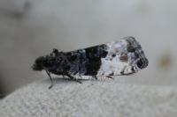 Hedya pruniana