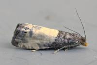 Notocelia cynosbatella