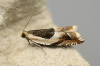 Ancylis badiana
