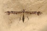 Oxyptilus