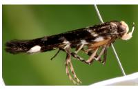 Eteobalea intermediella