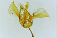 Glyphipterix fuscoviridella