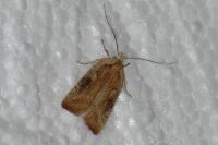 Agonopterix nervosa