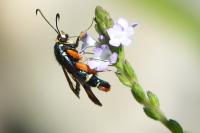 Pyropteron chrysidiforme