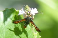 Pyropteron chrysidiforme