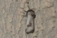 Parahypopta caestrum